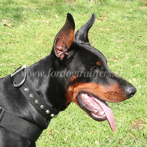 nylon nietenhalsband Dobermann handgemacht