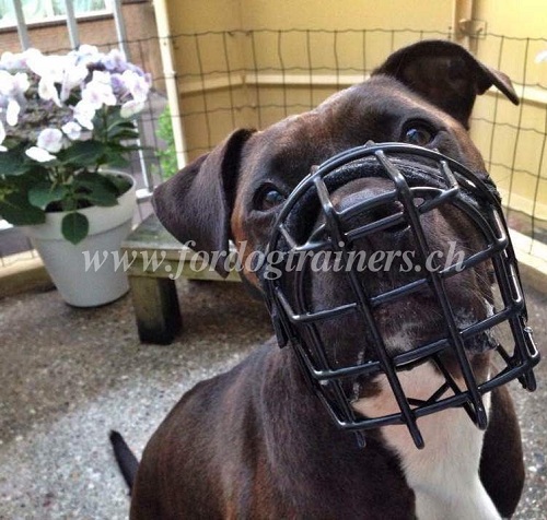hundemaulkorb gummiert gitter amstaff