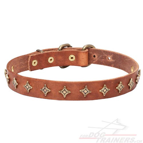 hundehalsband leder dnn sterne schweiz