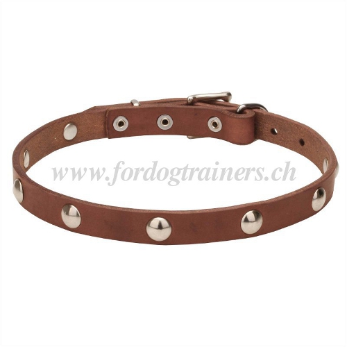 nietenhalsband leder weich schweiz