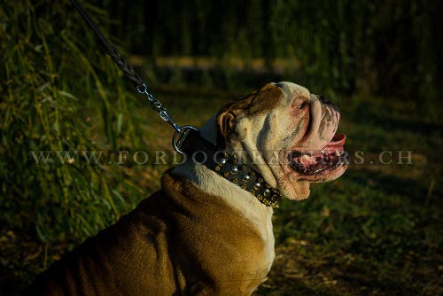 halsband aus leder englische bulldogge schweiz