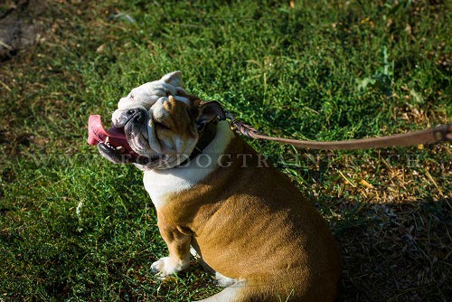 Lederhalsband mit platten Englische Bulldogge bestellen