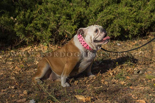 rosa halsband aus leder englische bulldogge schweiz