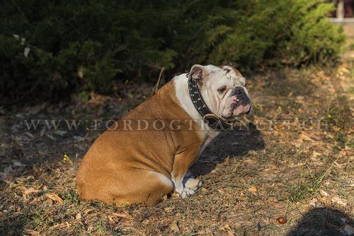 Lederhalsband Nappa fr Englische Bulldogge
