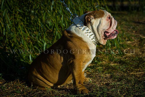 weies halsband leder englische bulldogge
schweiz