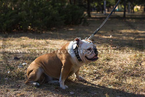 Handgemachtes Leder Halsband fr englische bulldogge