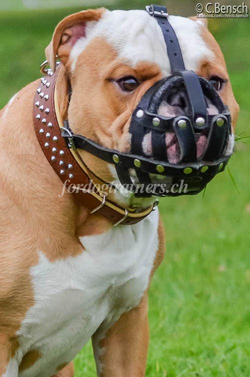 leder maulkorb englische bulldogge
