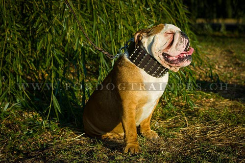 Englische Bulldogge halsband leder schmuck
schweiz