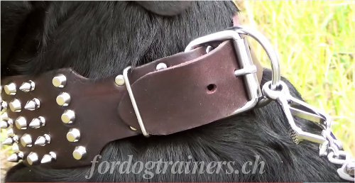Neufundland Leder Halsband schweiz