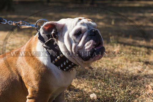breites leder halsband genietet englische bulldogge
schweiz