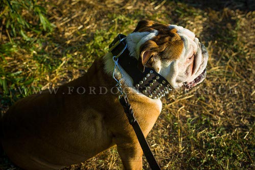 extra breites halsband leder
schmuck Englische Bulldogge schweiz