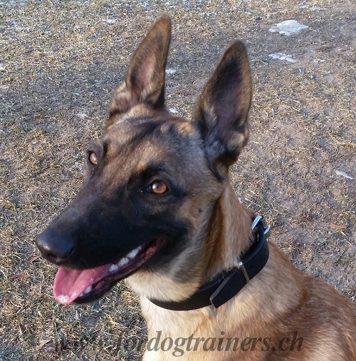 Hundehalsband malinois genf