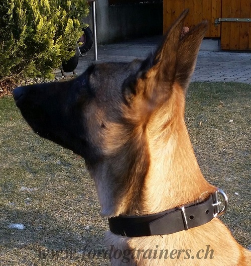 hundehalsband leder malinois genf