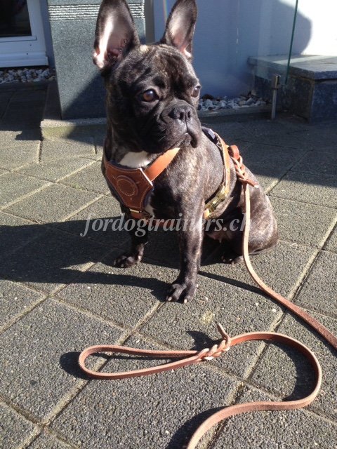 Leder geschirr Franzsische
Bulldogge
