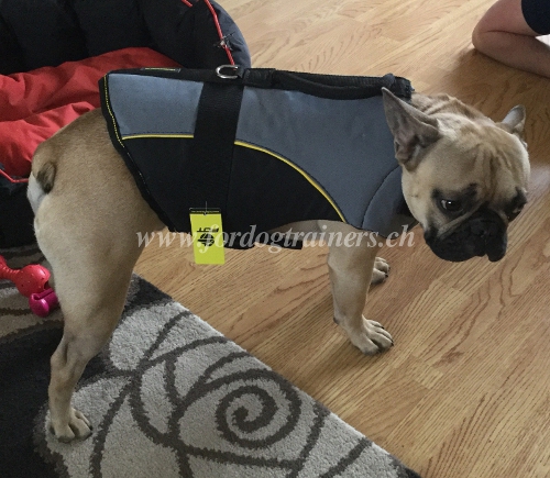 Hundesportgeschirr Franzsische Bulldogge winter Schweiz