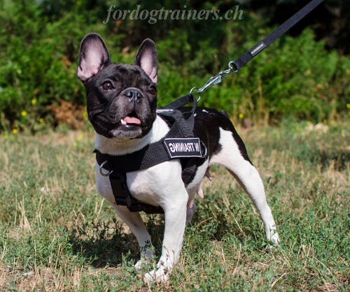 Hundesportgeschirr Franzsische Bulldogge Schweiz