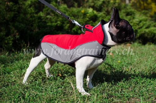 hundemantel fr Franzsische Bulldogge Schweiz
