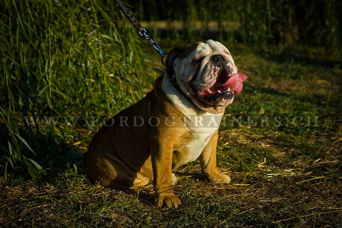 leder halsband genietet Englische
Bulldogge schweiz