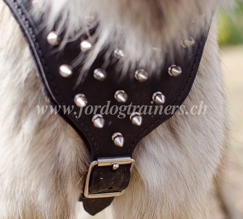 geschirr fr belgischen Schferhund spikes schweiz