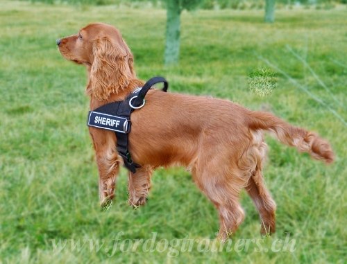 geschirr Spaniel Schweiz