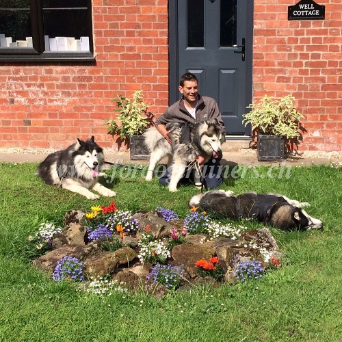 geschirre fr huskys schweiz