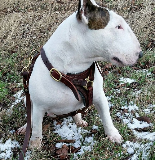 hundegeschirr fr Bullterrier