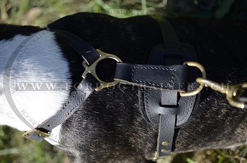 suchgeschirr leder Bullterrier