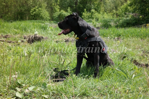 Brustgeschirr Nylon Bandog davos bestellen