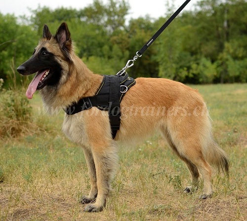 Nylongeschirr belgischer schferhund Schweiz
