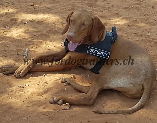 Hundesportgeschirr Magyar Vizsla Schweiz