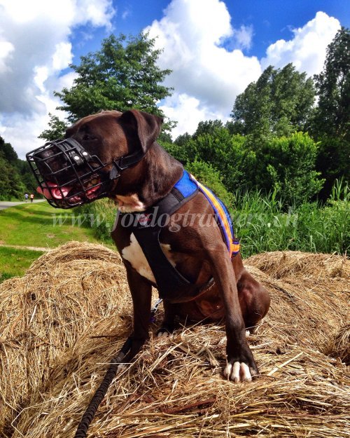 hundemaulkorb gitter pitbull terrier