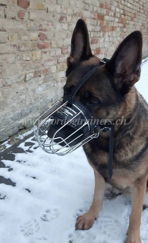 draht maulkorb malinois Schweiz 