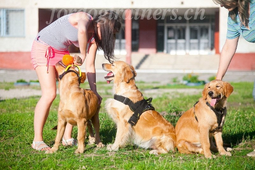 golden retriever maulkorb draht