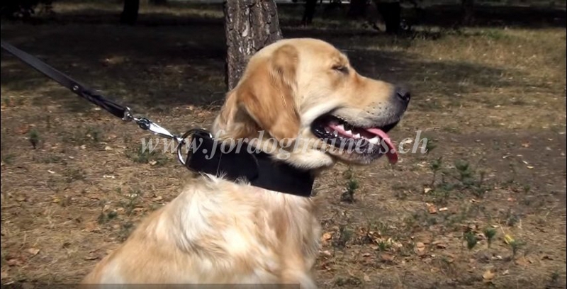 Breites Hunde Lederhalsband - 28.0