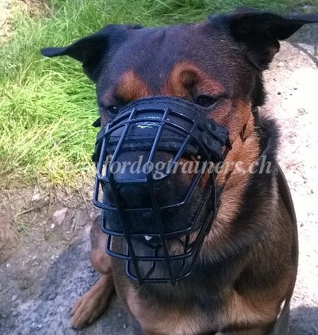 hundemaulkorb gitter mischlingshund kaufen