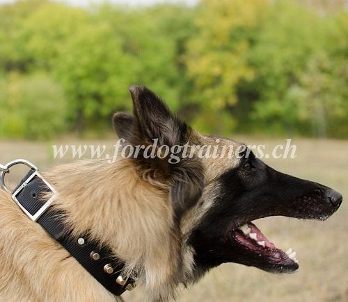 nylon hundehalsband
genietet Belgischen Schferhund handgemacht