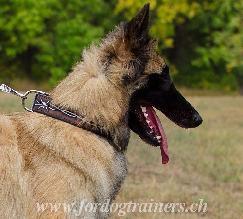 leder halsband kaufen