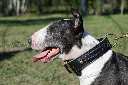 halsband geflochten bullterrier schweiz