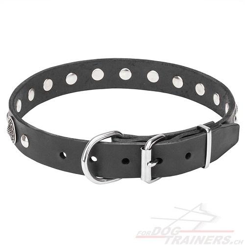 hundehalsband leder handgemacht
silberartige nieten