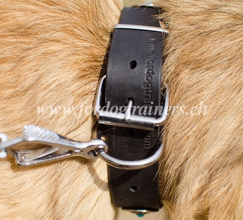 halsband Tervueren hund kaufen