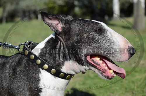 Leder Nietenhalsband fr
Bullterrier bestellen