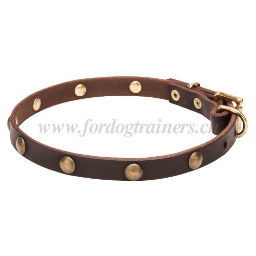 lederhalsband hund gnstig handgemacht