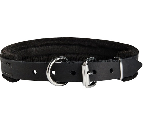 leder halsband training schweiz