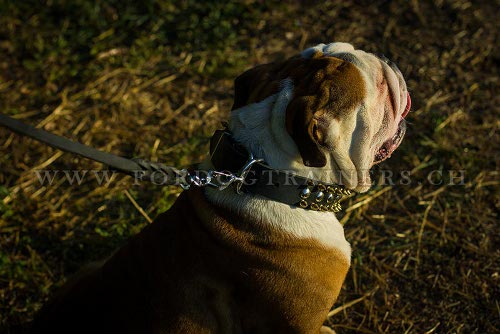 genietetes halsband leder
spikes Englische Bulldogge schweiz