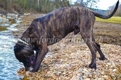 Hundehalsband fr bandogge Handgemacht