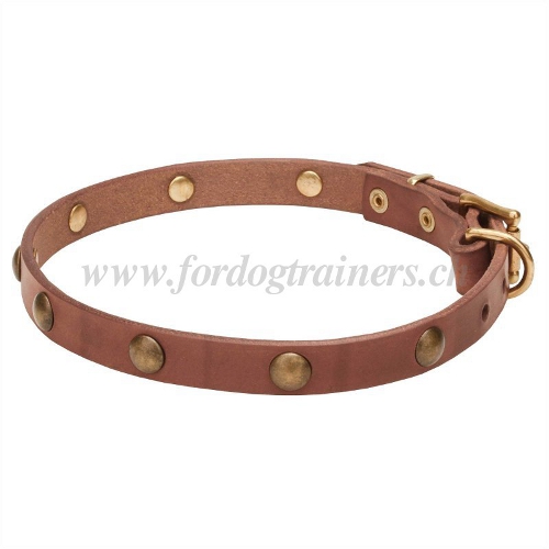 lederhalsband hund exklusiv nieten
messing schweiz