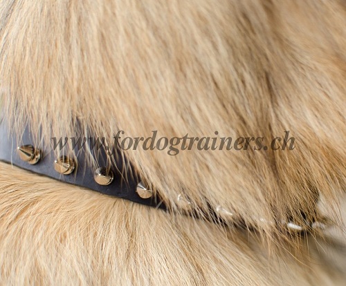hundehalsband leder effretikon