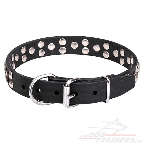 hundehalsband leder handgemacht mit
verchromten Sternen