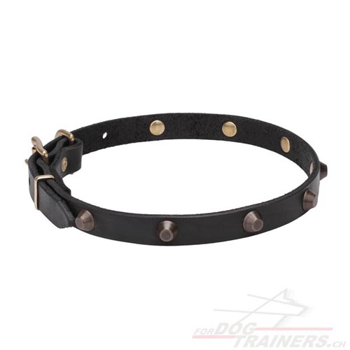 lederhalsband hund dnn basel