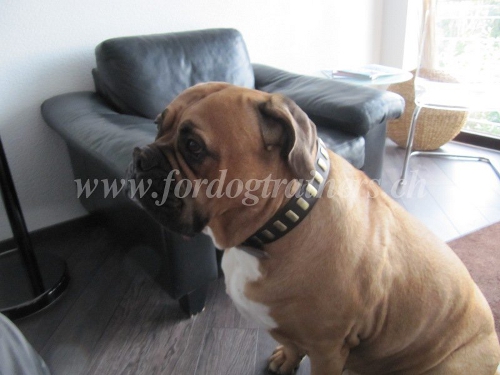 Groartiges Leder Hundehalsband fr Bullmastiff
bestellen